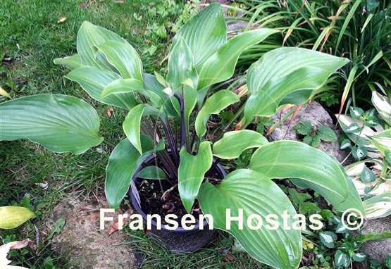 Hosta Hear No Evil